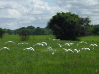 Egrets