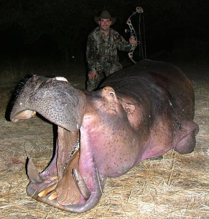 Hippo 2