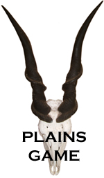 Plains game skull