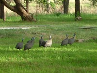 Guinea Fowl