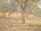 Lechwe