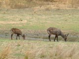 Waterbuck