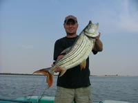 Tiger fish